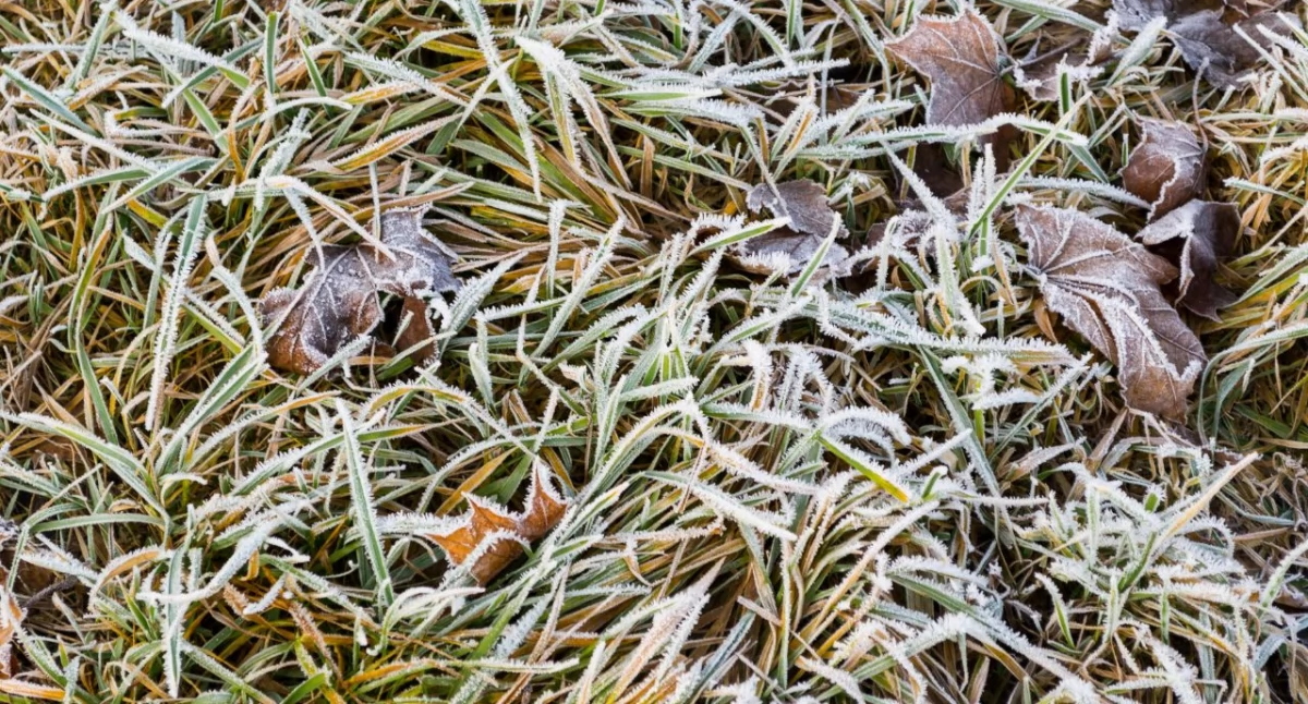 Meteo, Przed kilka przymrozkami - zdjęcie, fotografia