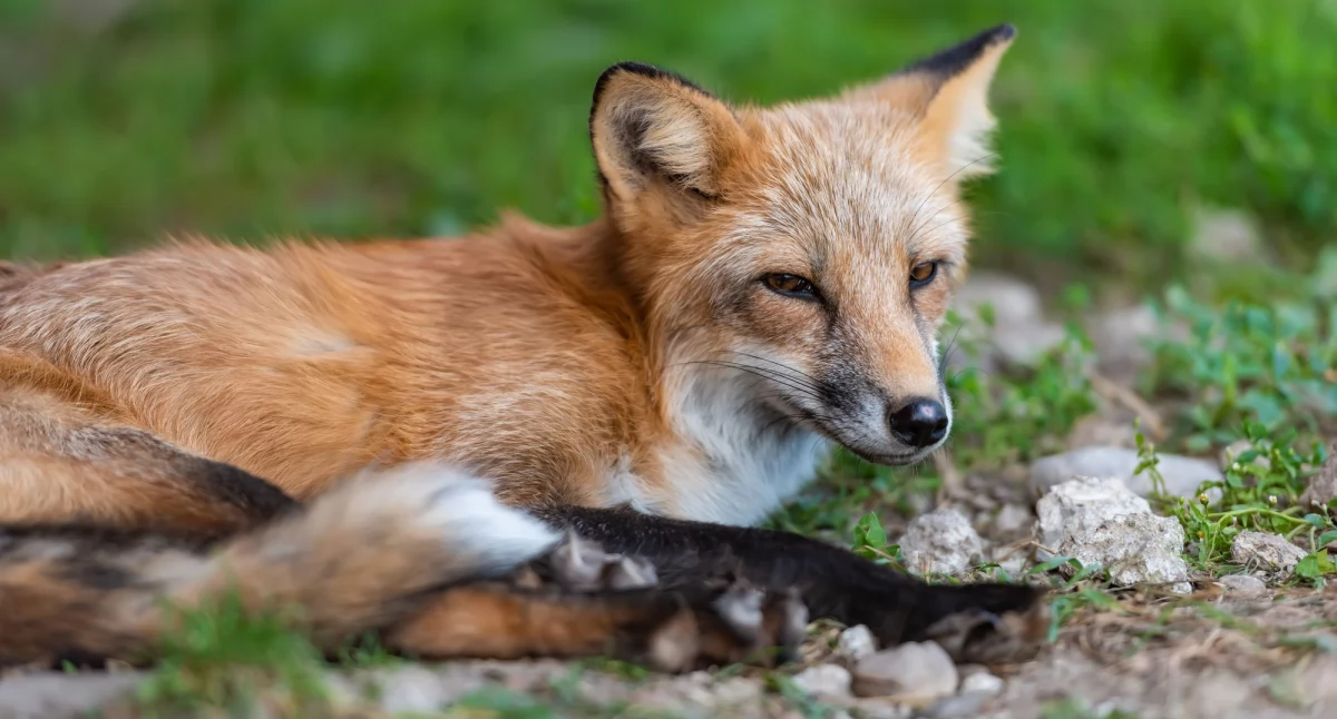 Komunikaty, Niebawem ruszy wiosenna akcja szczepienia lisów wolno żyjących - zdjęcie, fotografia