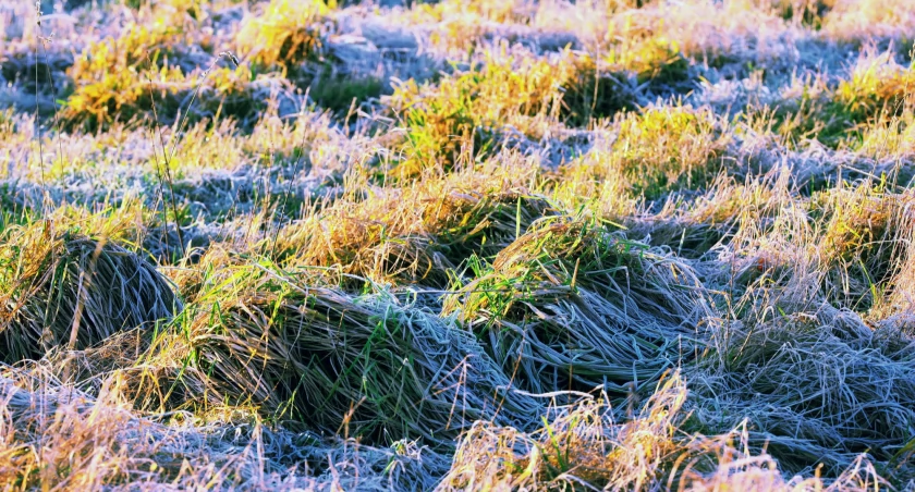 Meteo, Wiatr przymrozki oblodzenia alarmuje - zdjęcie, fotografia