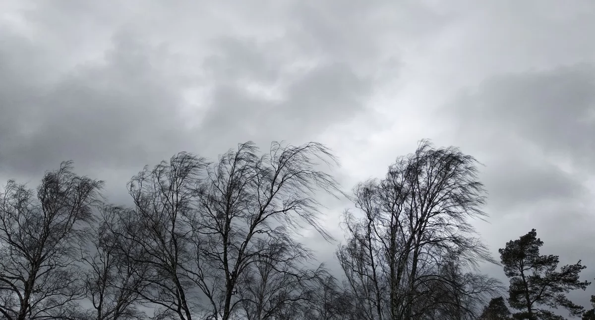 Meteo, Silny wiatr całym województwie podlaskim ostrzega - zdjęcie, fotografia