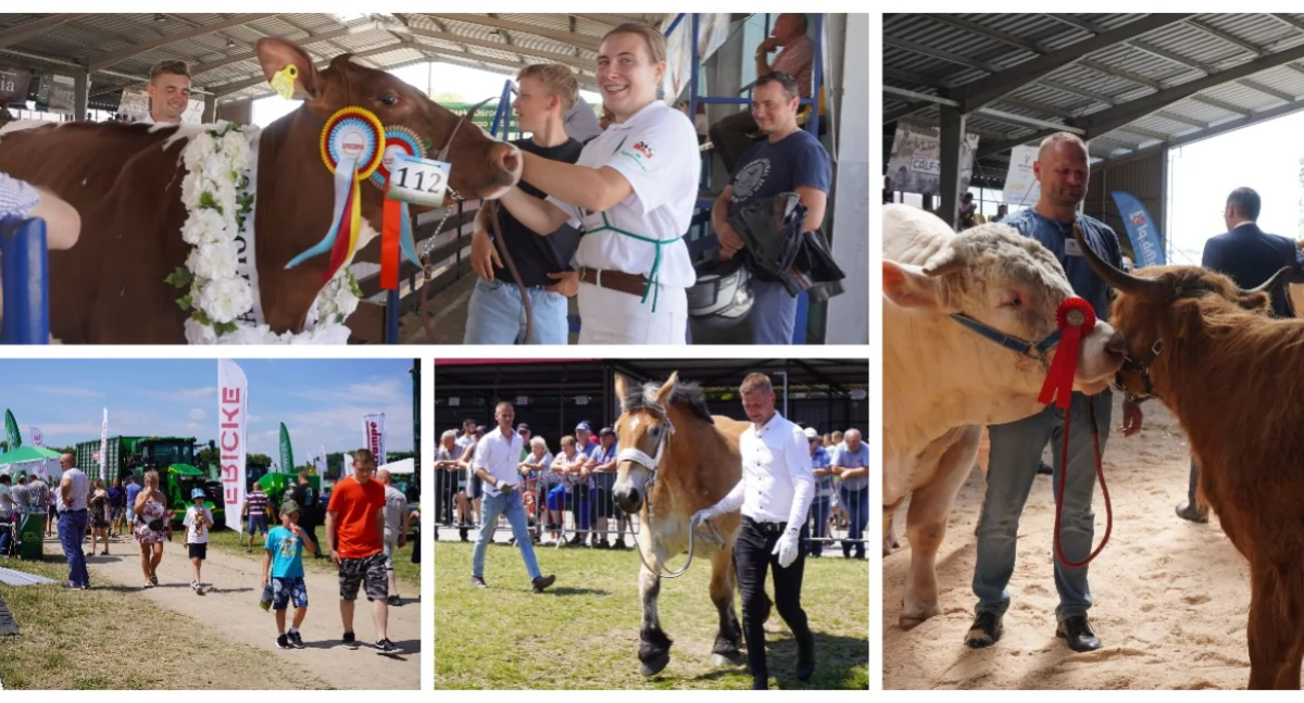 Rolnictwo, Wystawa Regionalna Wystawa Zwierząt Hodowlanych Szepietowie [FOTO] - zdjęcie, fotografia