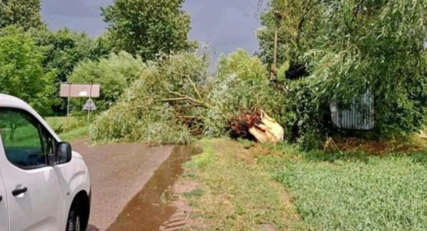 Komunikaty, Powalone drzewa uszkodzone budynki gospodarcze burzach powiecie wysokomazowieckim - zdjęcie, fotografia