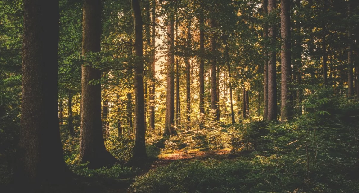 Kronika policyjna, Obiekt rosyjskimi oznaczeniami spadł sąsiednim powiecie - zdjęcie, fotografia