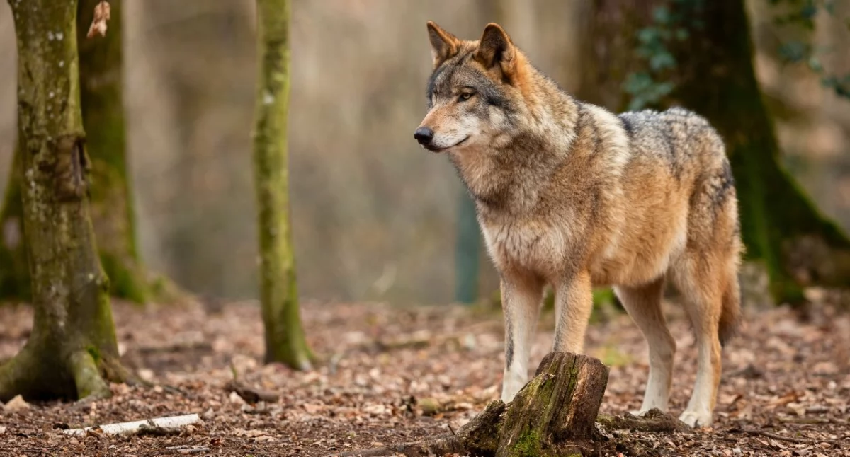 Komunikaty, Wilki pojawiły terenie gminy Sokoły - zdjęcie, fotografia