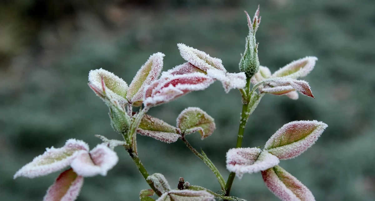 Meteo, Kolejna przymrozkami Lokalnie nawet - zdjęcie, fotografia