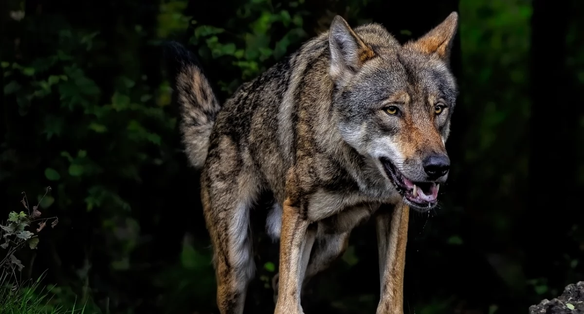 Komunikaty, Kolejny wilków gminie Piekuty - zdjęcie, fotografia