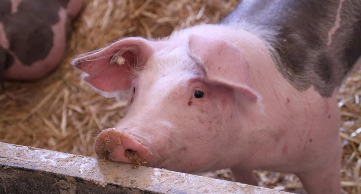 Rolnictwo, Wydlużony termin składania wniosków wsparcie hodowców trzody chlewnej - zdjęcie, fotografia