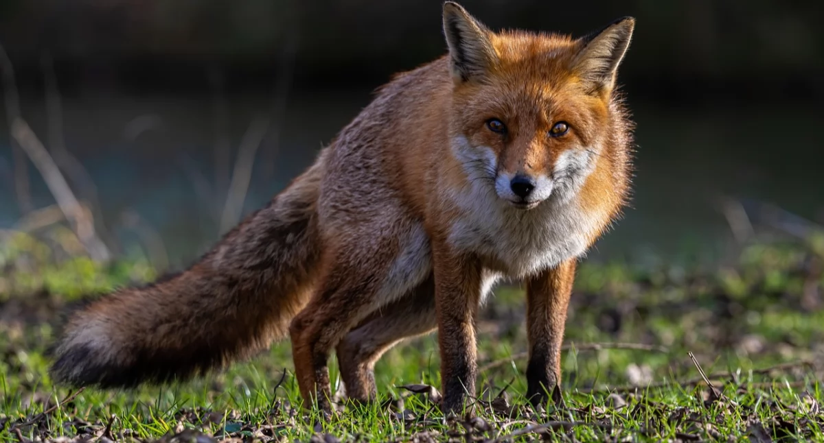 Komunikaty, październiku ruszy jesienna akcja szczepienia lisów - zdjęcie, fotografia