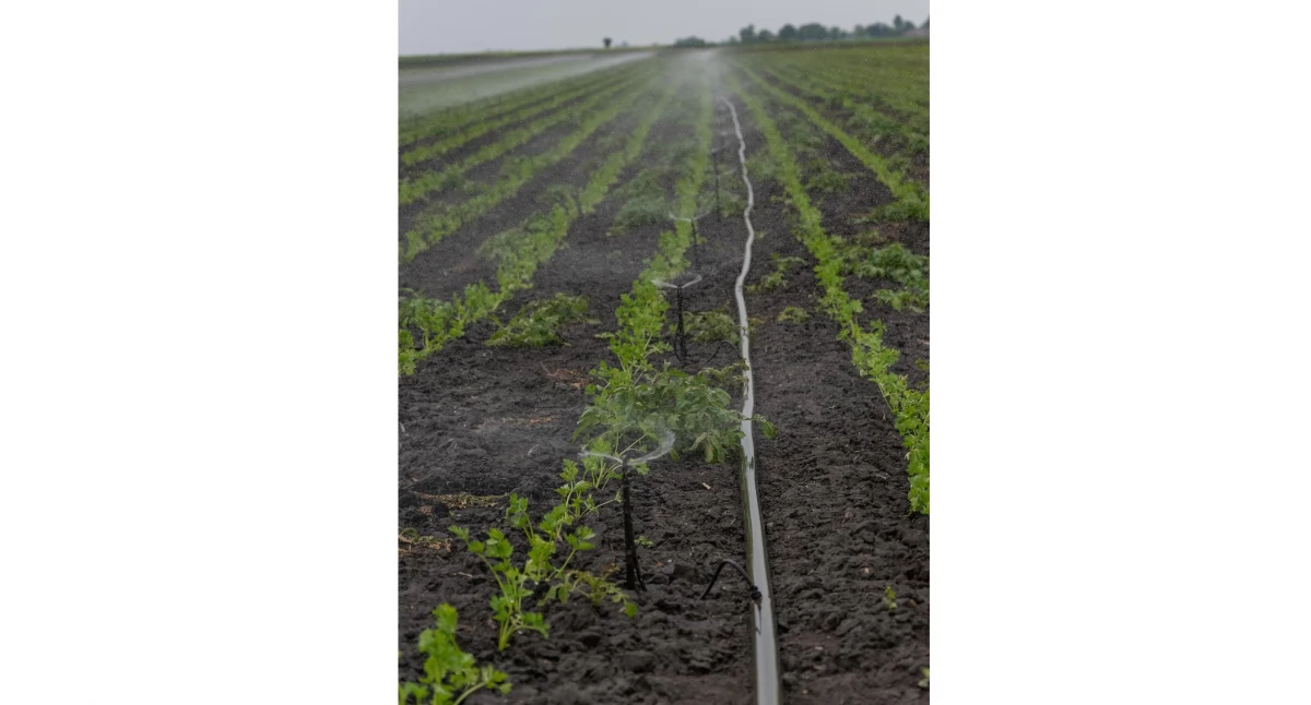 Czym Jest Linia Kroplująca i Jak Funkcjonuje? /fot. pixabay.com