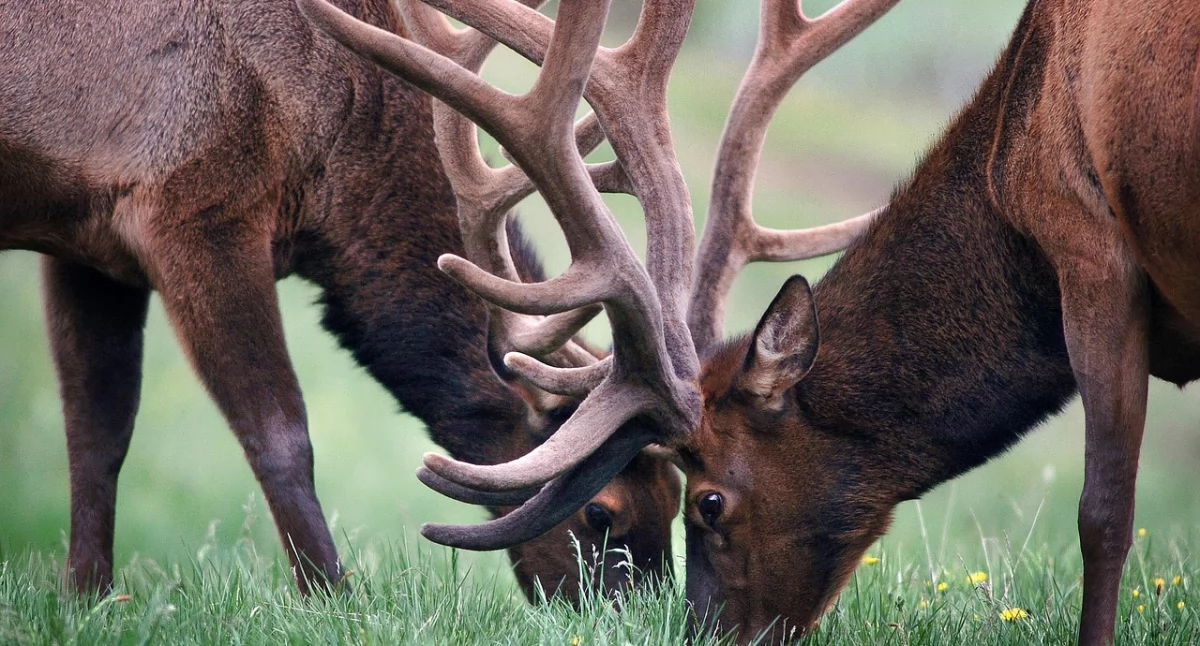 Czym zajmuje się biuro polowań? Kompletny przewodnik dla początkujących myśliwych /fot. pixabay