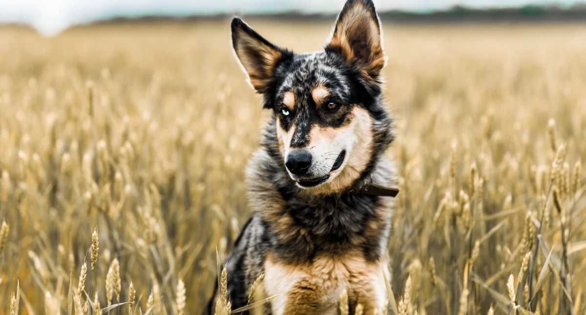 Komunikaty, Coraz więcej zgłoszeń wałęsających psach Wójt apeluje mieszkańców - zdjęcie, fotografia