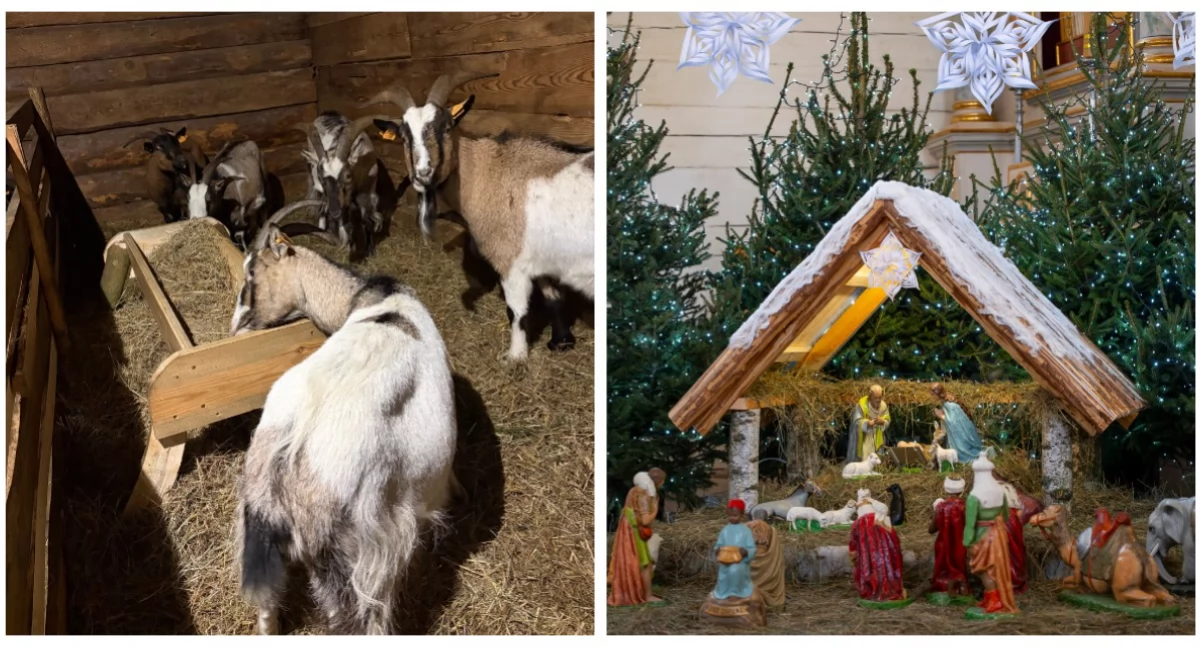 Zdjęcie: Żywa i tradycyjna szopka w Muzeum Rolnictwa w Ciechanowcu