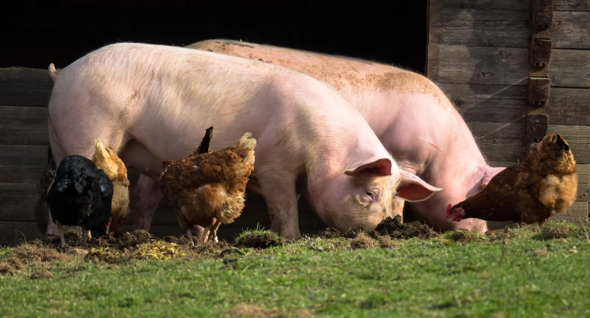 Rolnictwo, Ruszył nabór wniosków dopłaty ubezpieczeń zwierząt gospodarskich - zdjęcie, fotografia
