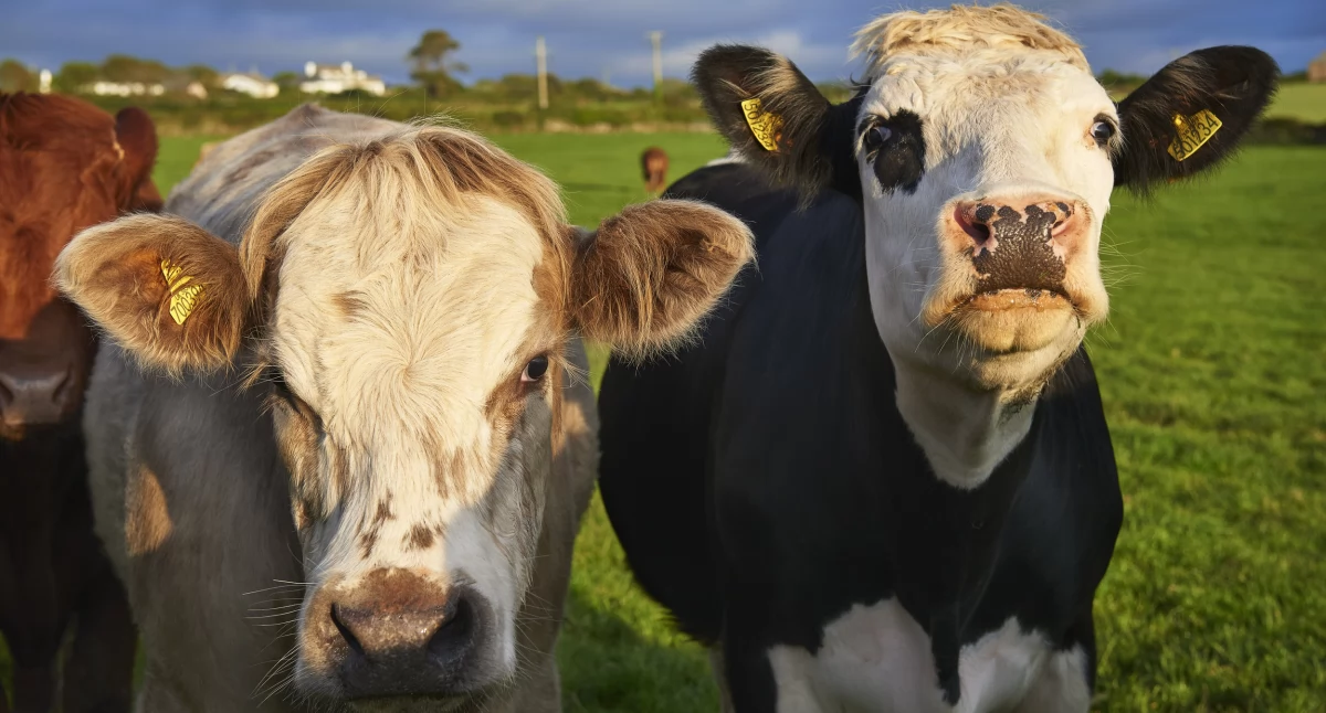 Rolnictwo, Większość powiatu wysokomazowieckiego strefie zagrożenia chorobą niebieskiego języka - zdjęcie, fotografia