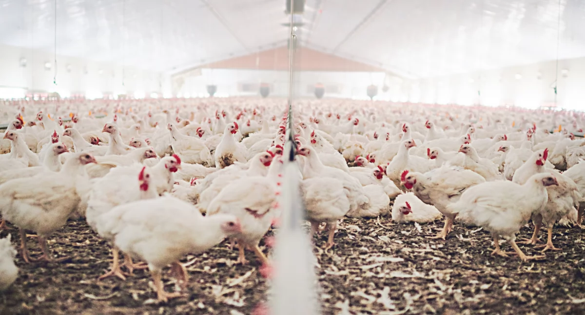 Rady, Ciechanowiec Tysiące kurczaków setki ciężarówek Mieszkańcy obawiają skutków inwestycji - zdjęcie, fotografia