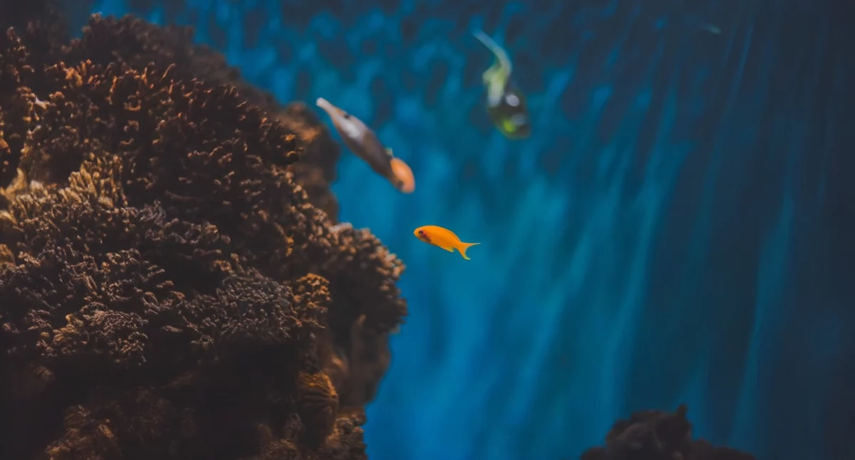 Artykuł sponsorowany, Akwarium początkujących zacząć przygodę akwarystyką błędów - zdjęcie, fotografia