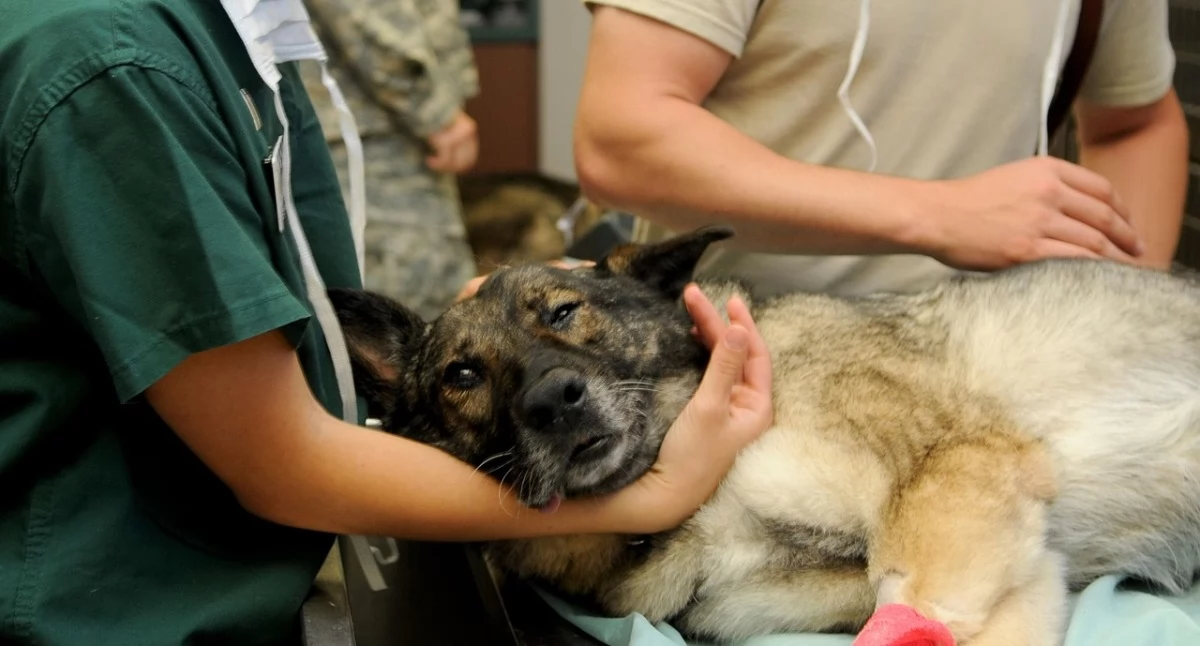 Artykuł sponsorowany, Zespolenie wrotno oboczne psów groźne - zdjęcie, fotografia