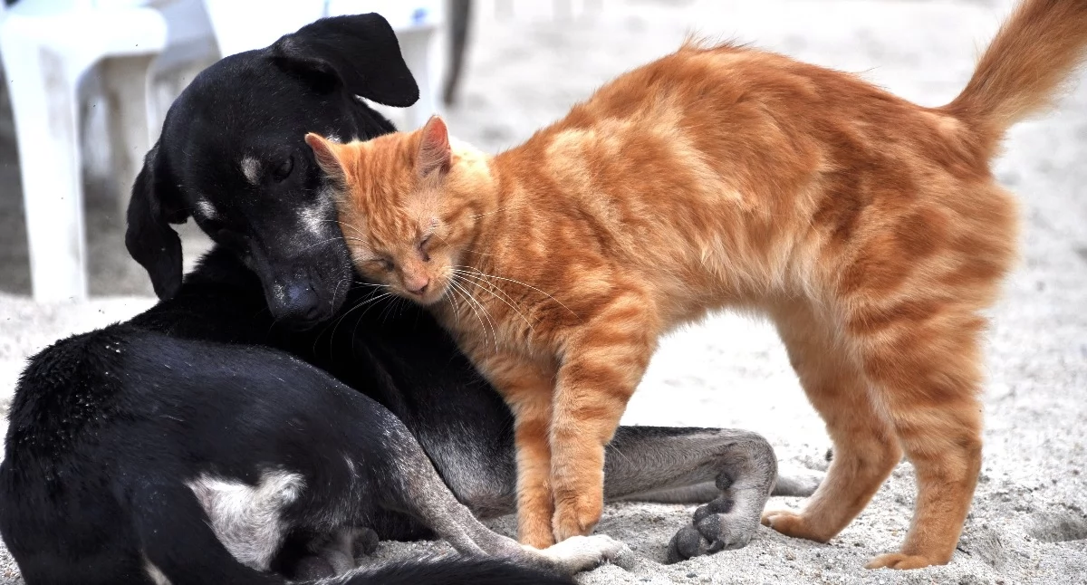 Komunikaty, Bezpłatna kastracja psów kotów gminie Czyżew Ruszył nabór wniosków - zdjęcie, fotografia