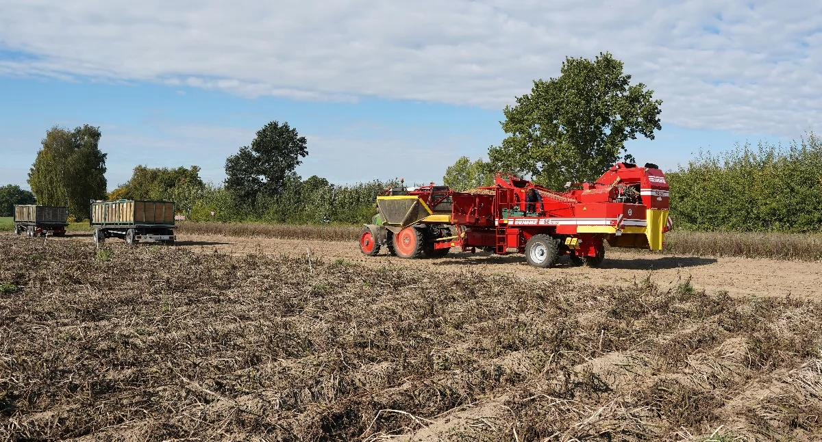 Artykuł sponsorowany, Żółtlica drobnokwiatowa ziemniakach skutecznie wygrać walkę czyste redliny - zdjęcie, fotografia