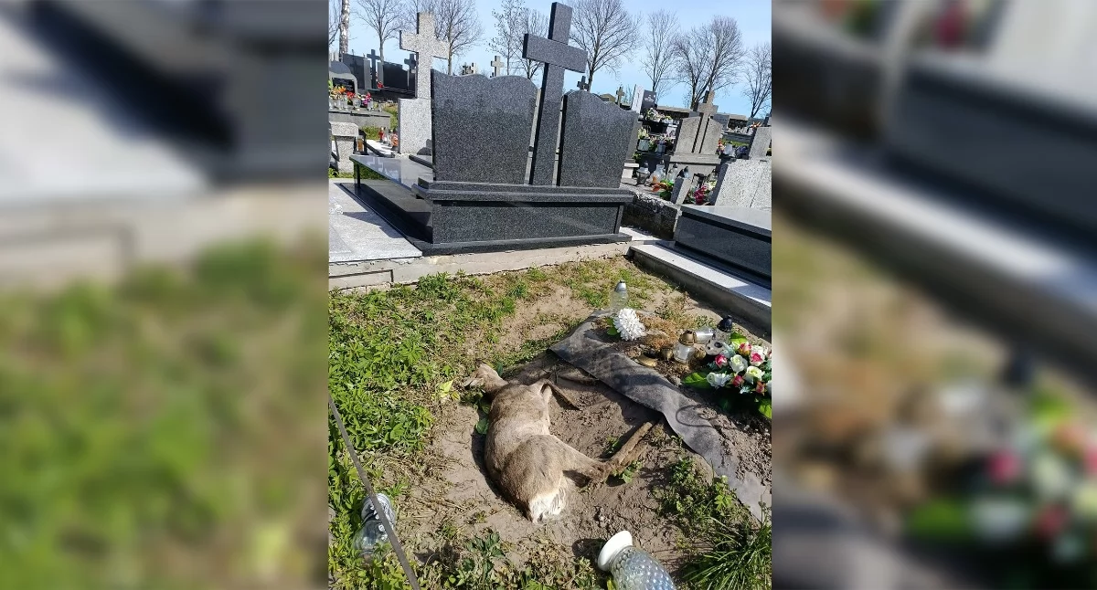 Zdjęcie: Martwa sarna na cmentarzu w Rosochatem Kościelnem