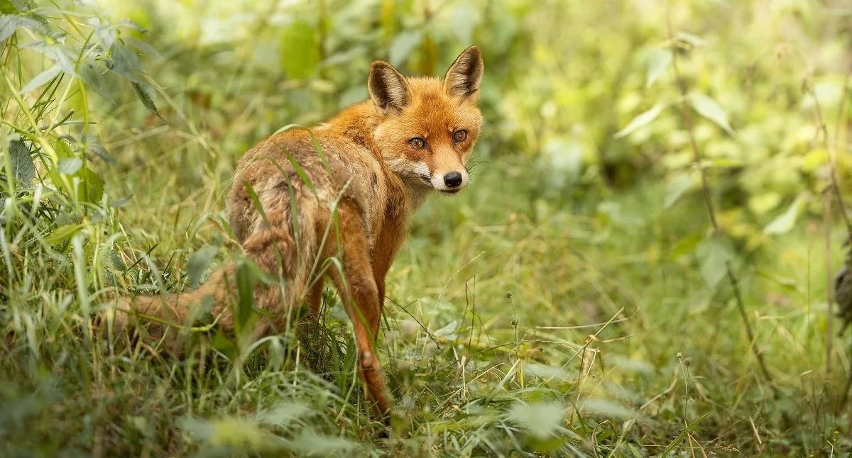 Komunikaty, Niebawem jesienna akcja szczepienia lisów warto wiedzieć - zdjęcie, fotografia