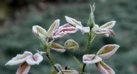 Kolejna noc z przymrozkami. Lokalnie nawet do -8°C
