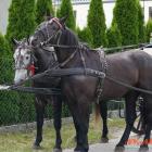 zdjęcie nr 124
