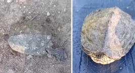 Zdjęcie dotyczy: Szepietowo: Żółw na wędkę – nietypowe spotkanie z naturą [VIDEO]
