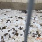 Fot. KPP w Zambrowie