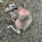 Fot. FB Konrad Krupiński