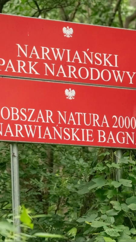 Nowa kładka pozwoli wrócić na bagna w Kurowie. Powstaną też punkty widokowe