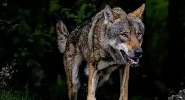 Kolejny atak wilków w gminie Nowe Piekuty