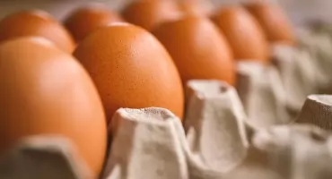 GIS: Wykrycie obecności bakterii Salmonella spp. w partii jaj