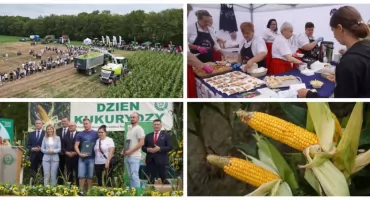 139 odmian kukurydzy zaprezentowanych podczas Krajowego Dnia Kukurydzy w Szepietowie [FOTO]