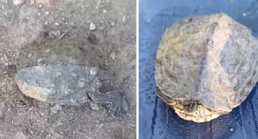 Szepietowo: Żółw na wędkę – nietypowe spotkanie z naturą [VIDEO]