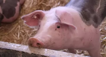 Niebawem ruszy nabór wniosków o pomoc dla producentów świń