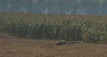  Dwunaste znalezisko w kraju. Szczątki drona ok. 50 km od granicy powiatu wysokomazowieckiego