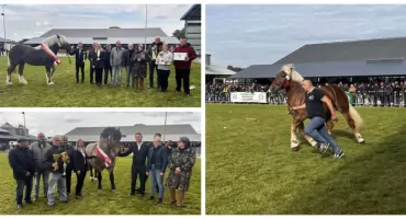 ETAN i WIGOR czempionami podczas 69. Wystawy–Sprzedaży Ogierów Zimnokrwistych w Szepietowie [foto]