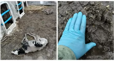 Kolejny atak wilków w powiecie wysokomazowieckim. Straty w gospodarstwie w Sikorach-Pawłowiętach [foto]