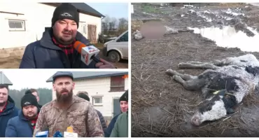 Gmina Kobylin-Borzymy: Rolnicy apelują o pilne działania w związku z atakami wilków [VIDEO]