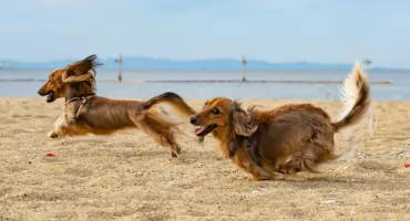 Jak wybrać szelki dla psa, które naprawdę ułatwią wspólne spacery?