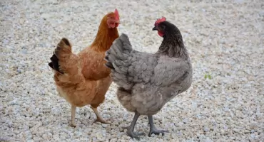 Nieoficjalnie: 77 sztuk drobiu w ognisku rzekomego pomoru w gminie Ciechanowiec