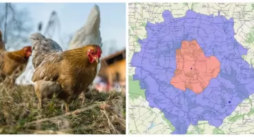 Rzekomy pomór drobiu w gminie Ciechanowiec. Wojewoda wprowadził strefy ograniczeń