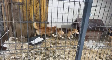 11 psów odebranych z rażąco złych warunków. Policja bada sprawę znęcania się nad zwierzętami [foto]