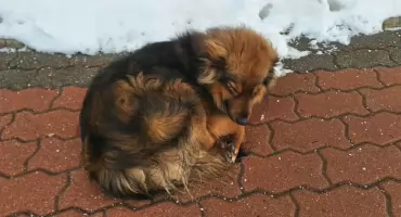 Czyżew: Spokojny czworonóg kręci się przy zakładach mięsnych. Rozpoznajesz go? [FOTO]