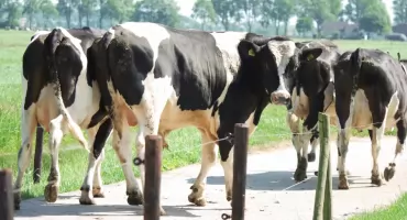 Kradli bydło z pastwisk i zaatakowali gospodarza. W sprawę zamieszani mieszkańcy powiatu wysokomazowieckiego [foto]