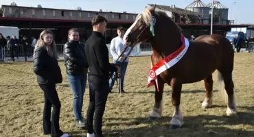 Najlepsze ogiery wybrane. Wiosenne Uznawanie w Szepietowie za nami