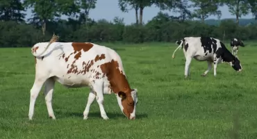 Śledztwo po napadzie na pastwisku trwa. Prokuratura o zarzutach dla podejrzanych