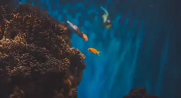 Akwarium dla początkujących – jak zacząć przygodę z akwarystyką bez błędów?