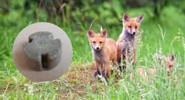 Niebawem ruszy wiosenna akcja szczepienia lisów